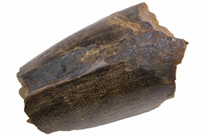 Tyrannosaur Tooth Fragment - Judith River Formation #231273